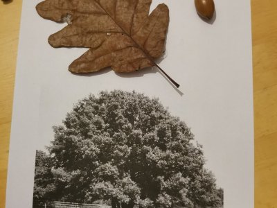 Karlička