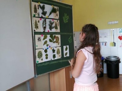 Učíme se poznávat druhy stromů a hub