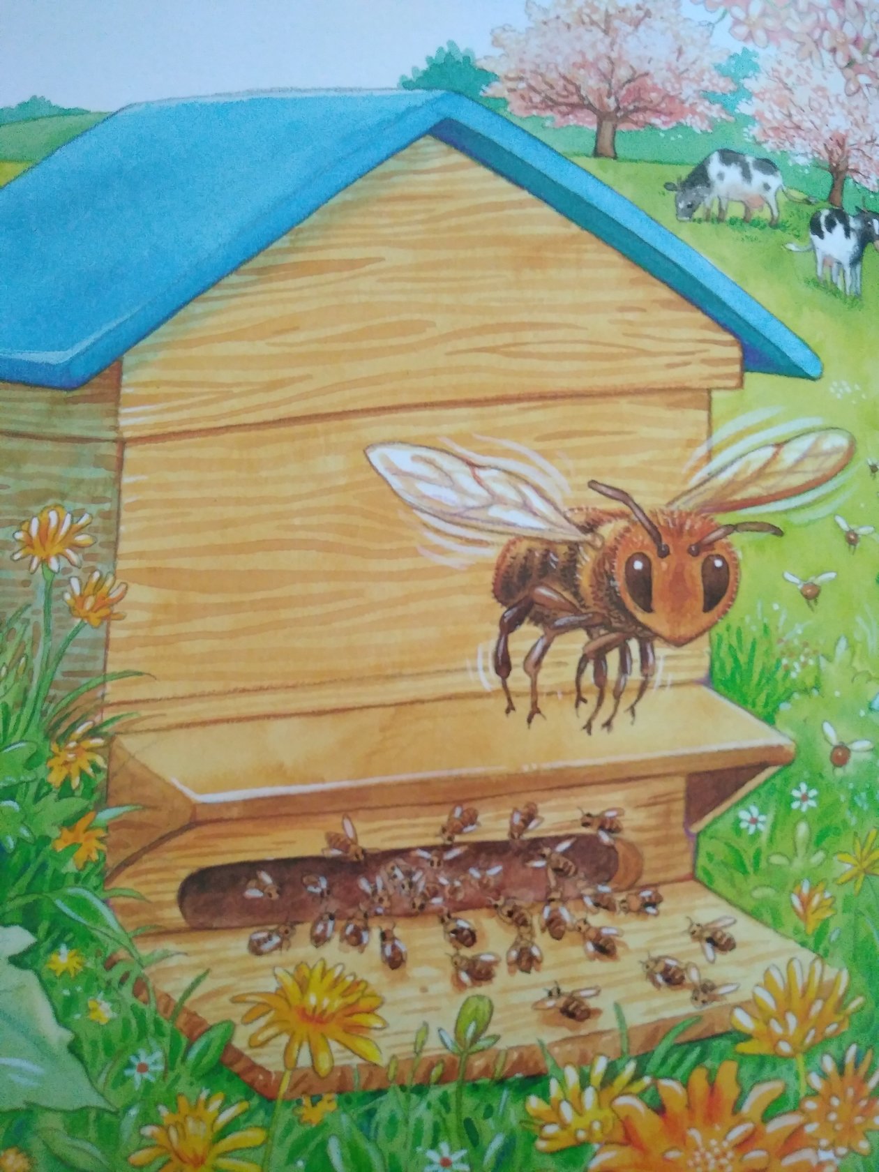 Čtení o včelách